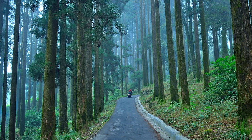 Walk through mystical pine forests in Kurseong