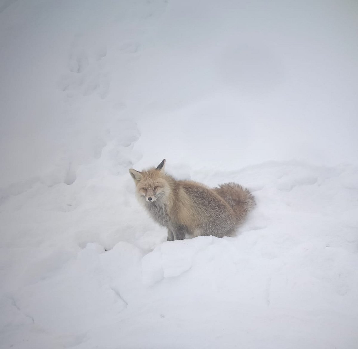 Markha Valley has a thriving population of blue sheep, ibex, wolf, deer, and snow leopards.