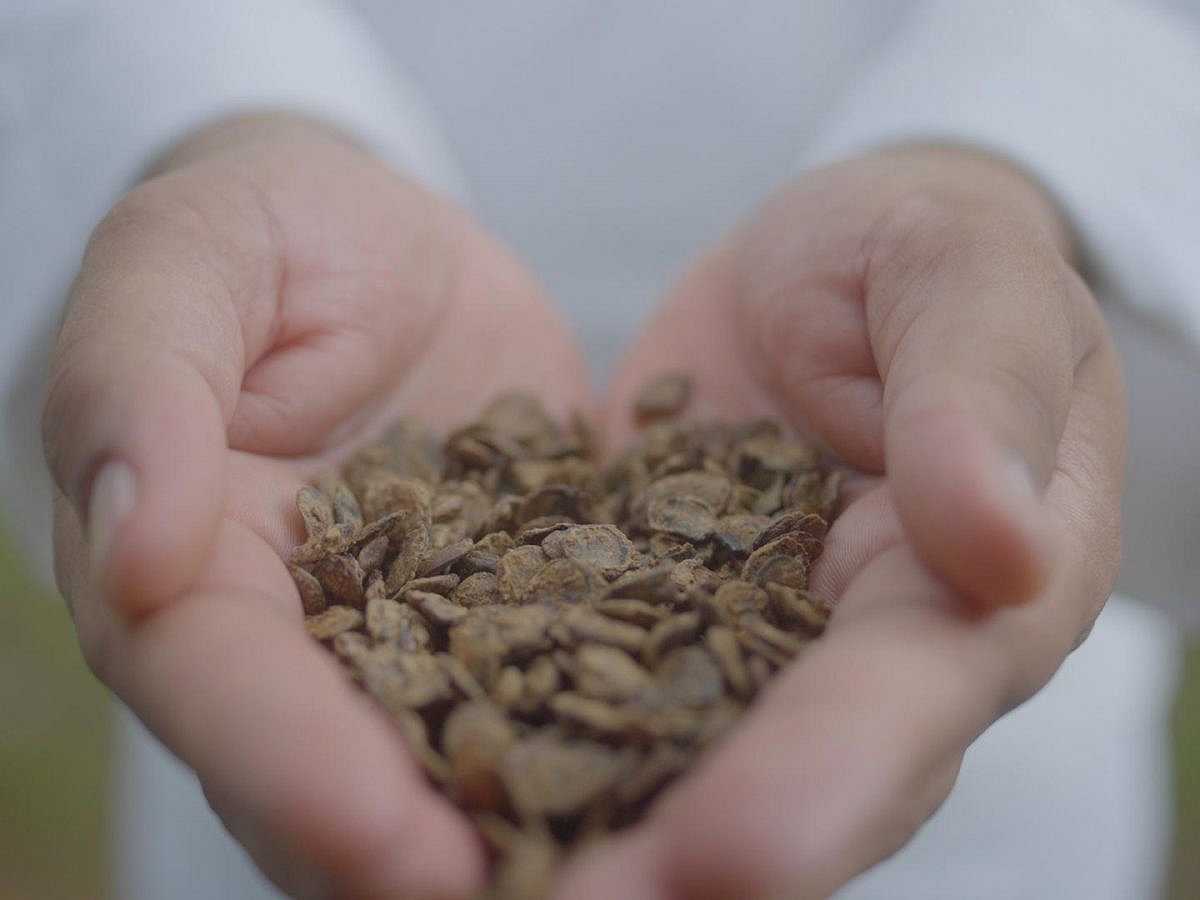 Kumatiya seeds has been added to the Ark of Taste, an online catalogue of over 5,500 foods facing extinction