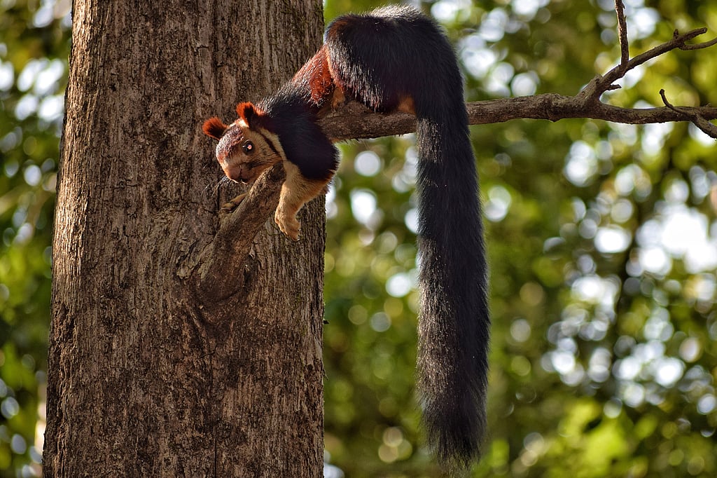 Malabar giant squirrel