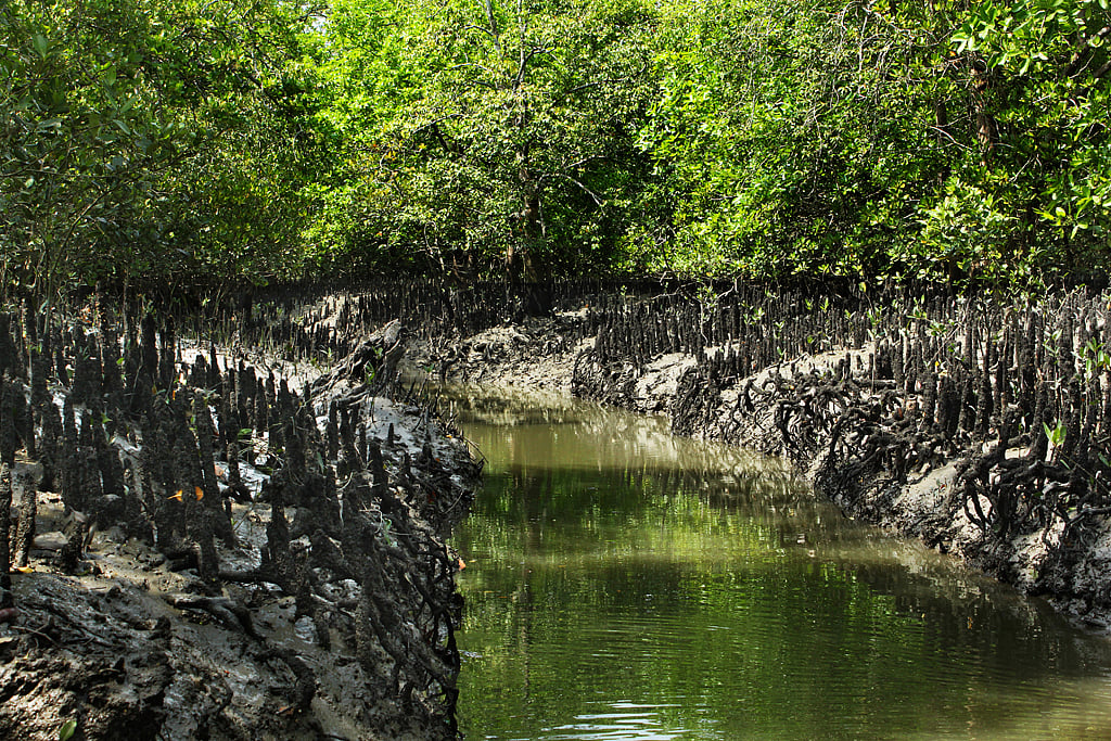 Breathing roots of mangrove plants in Sunderbans
