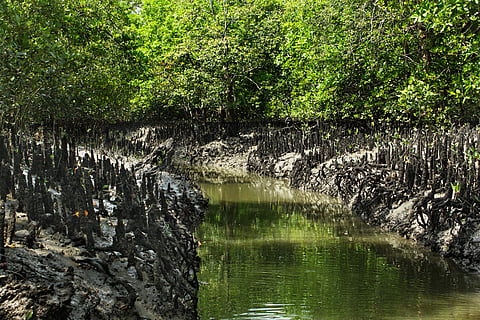 Breathing roots of mangrove plants in Sunderbans