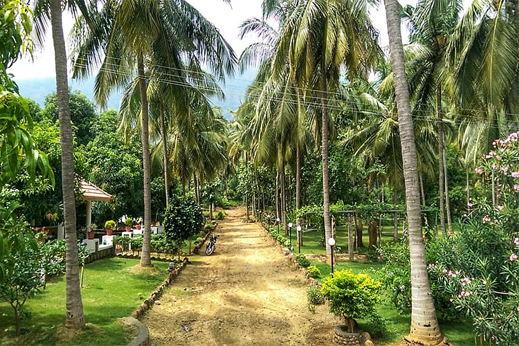 Mango Village Kerala