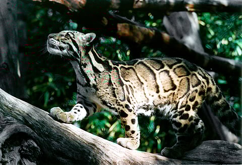 A clouded leopard