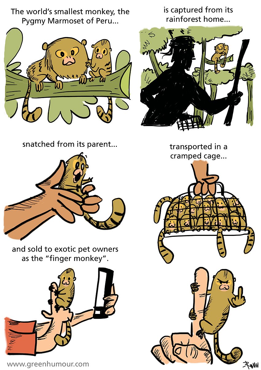 The pygmy marmoset comic