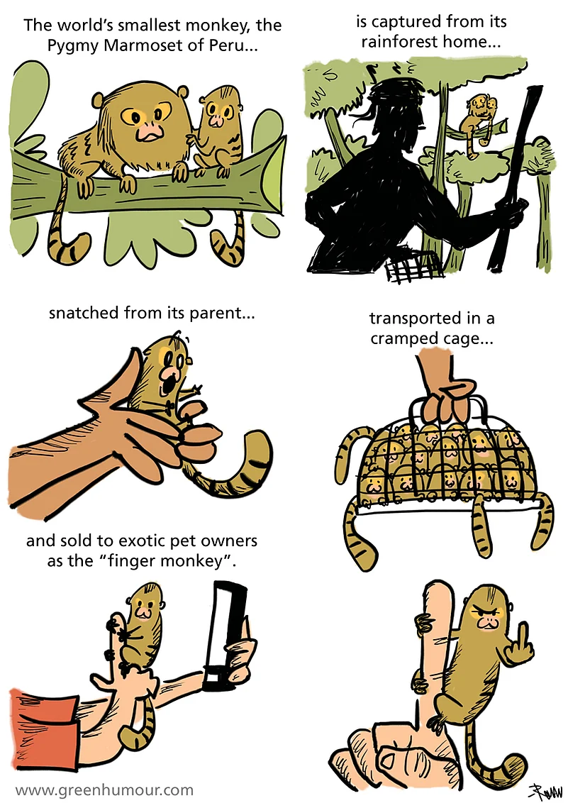 The pygmy marmoset comic