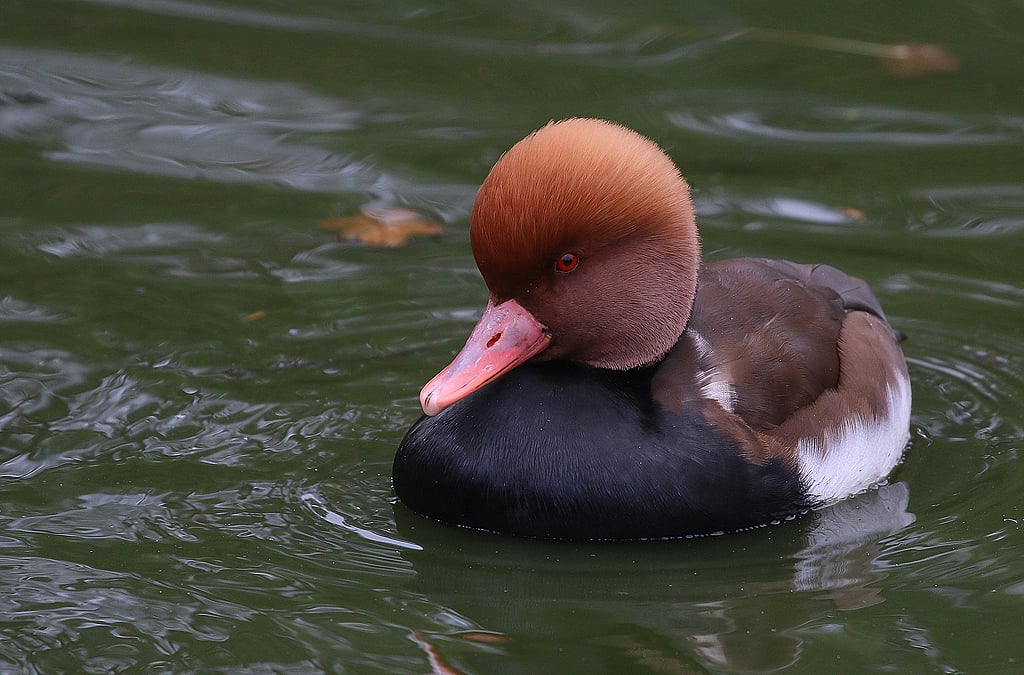 A red crested pochard