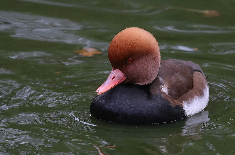 A red crested pochard