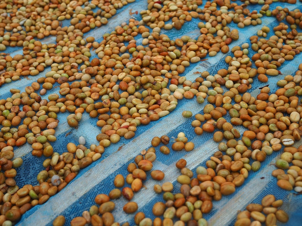 Coffee beans being sun-dried at an estate