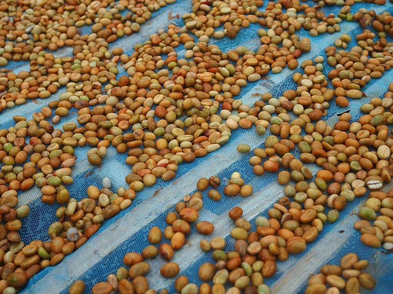 Coffee beans being sun-dried at an estate