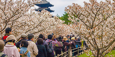 Kyoto’s cherry blossom season is one of the most atmospheric in Japan