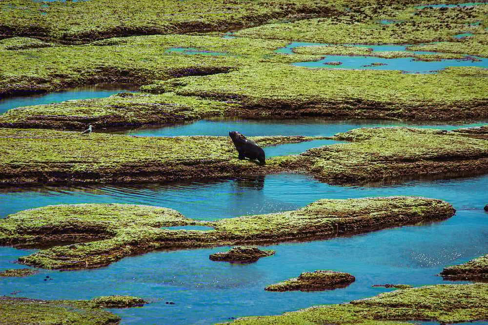 A sea lion roaming in Península Valdés 