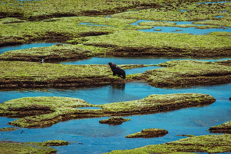 A sea lion roaming in Península Valdés