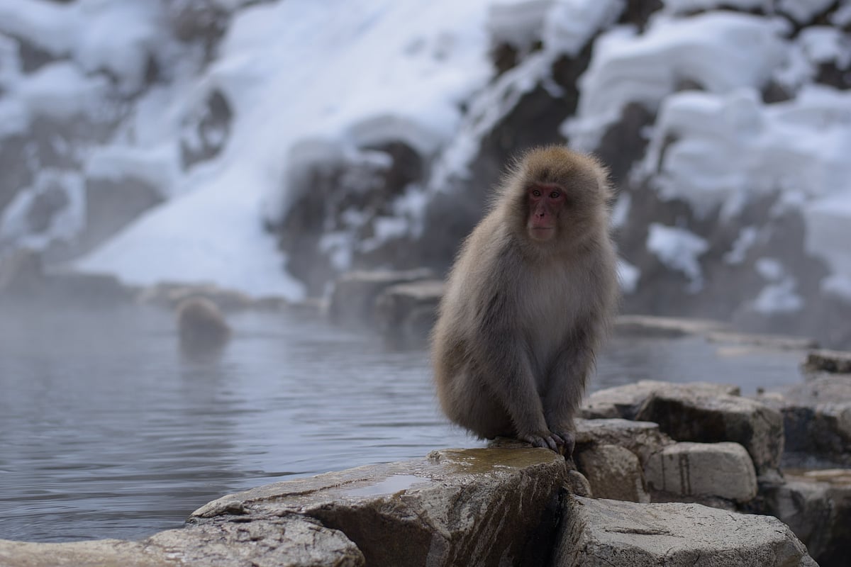 Even animals take a dip in natural onsens during cold winters