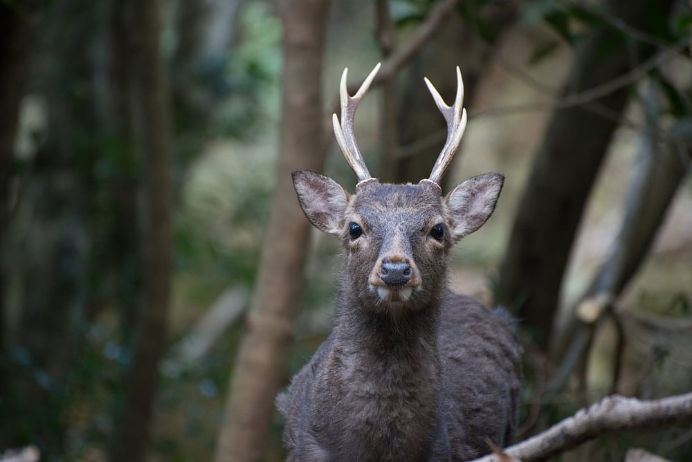 Yaku deer