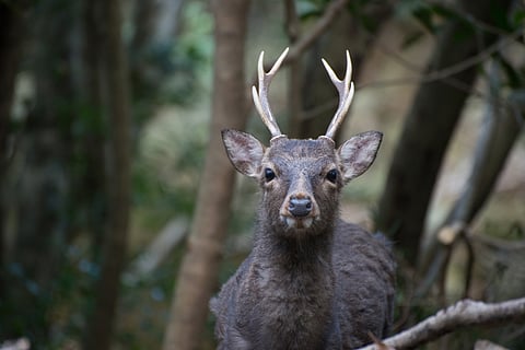 Yaku deer