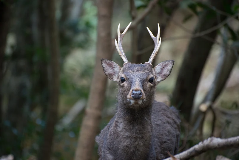 Yaku deer