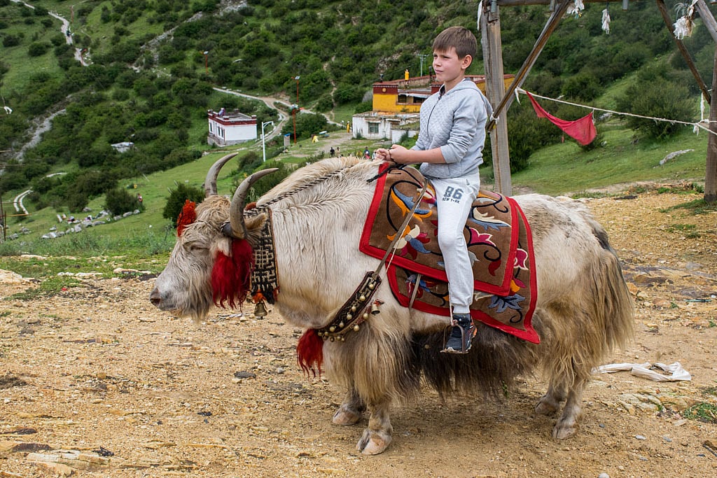 A yak ride is usually along the banks of Changu Lake. 