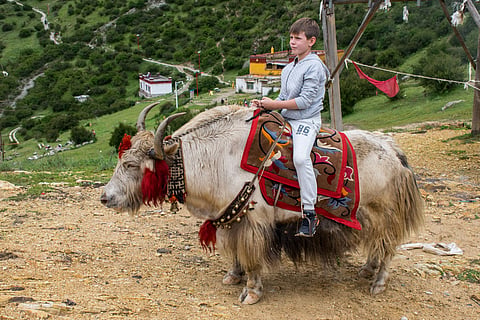 A yak ride is usually along the banks of Changu Lake.