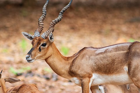 Deer at Arignar Anna Zoological Park in Chennai