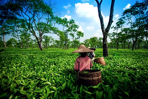 Estate workers go about their day in a tea garden