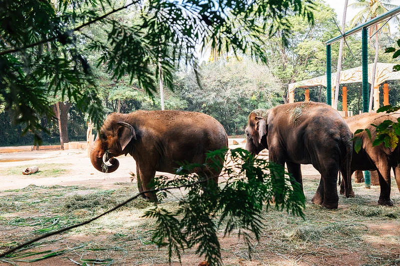 Elephants at Mysuru Zoo
