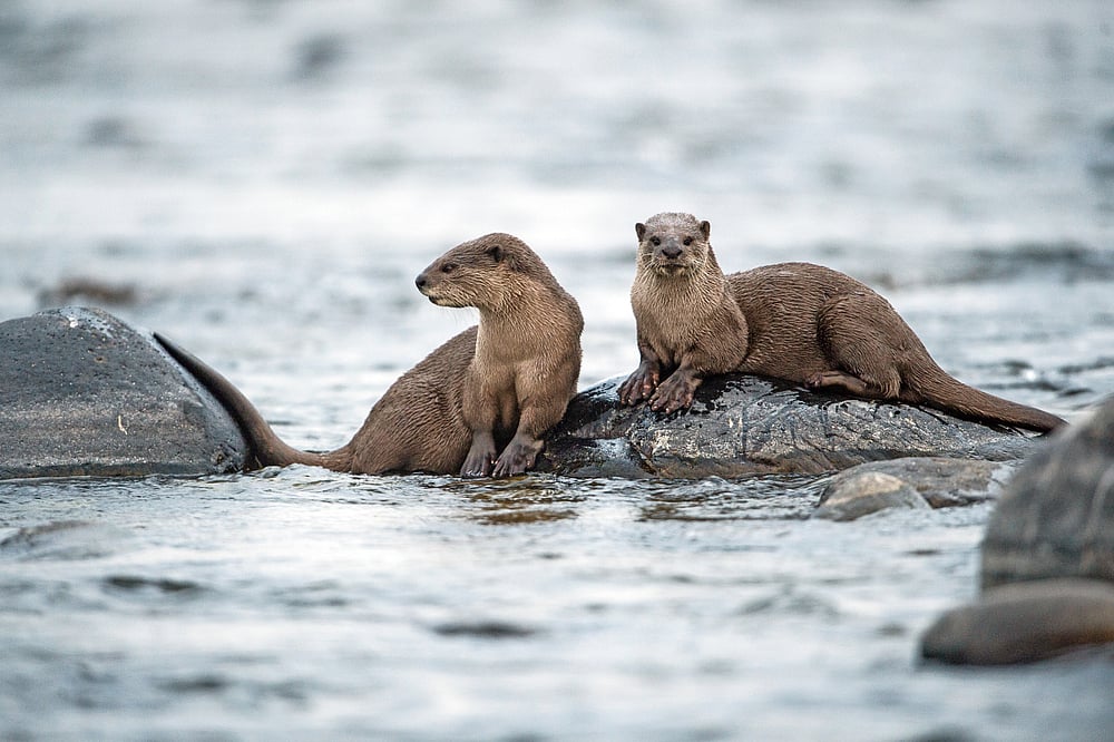 Smooth coated otters resting on a river bed