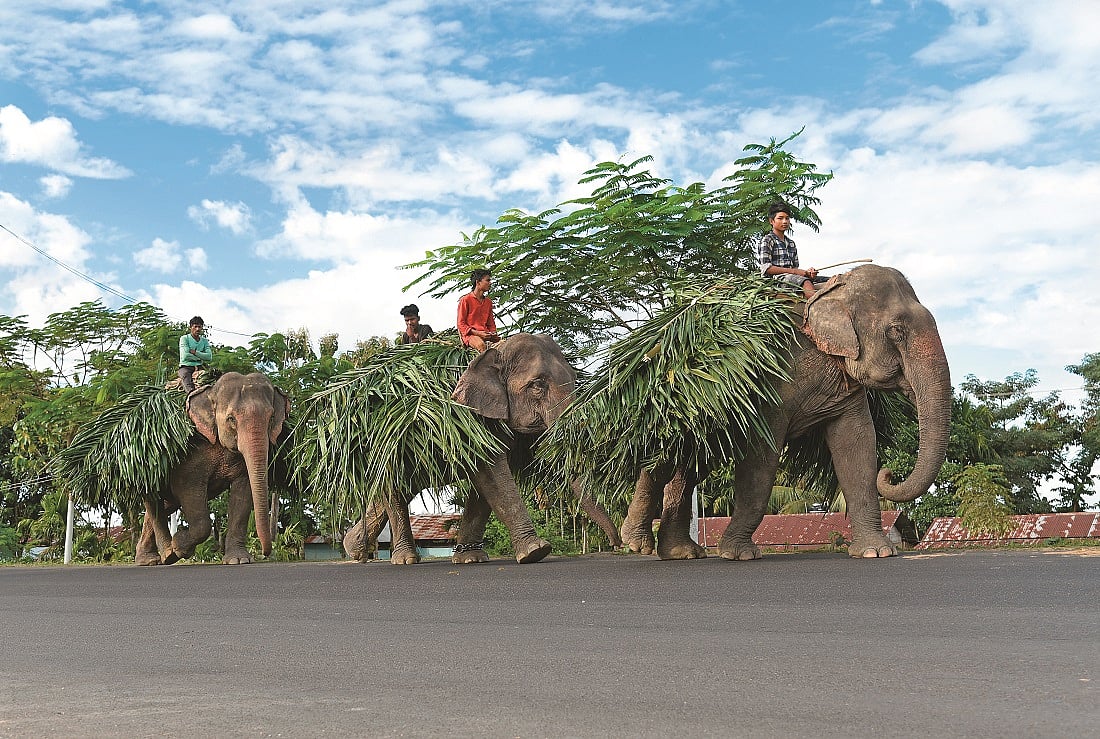 Elephants on the Dhudor Ali Road
