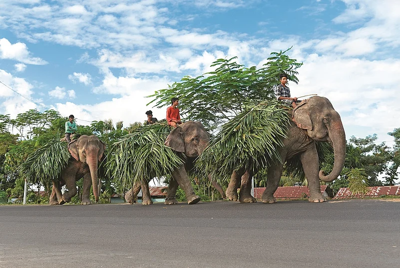Elephants on the Dhudor Ali Road