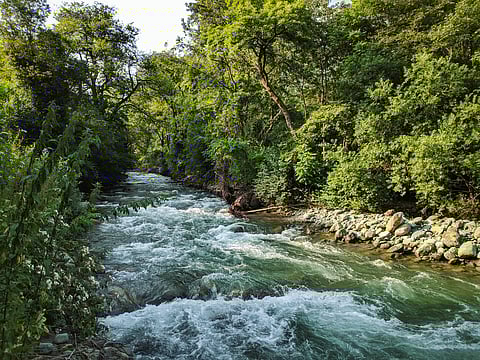 The gushing Dagwan River in Dachigam National Park