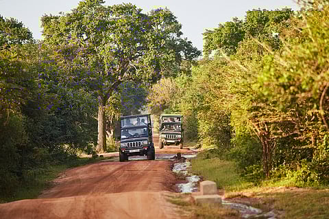 Embark on a safari at Yala National Park
