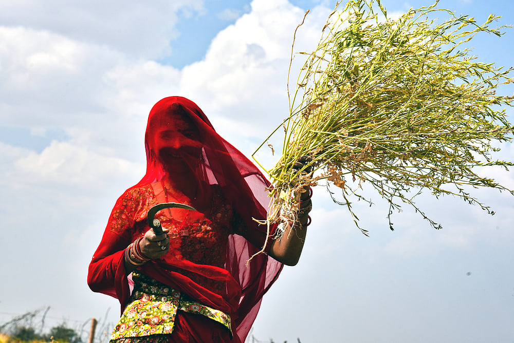 Sujan Jawai aims to  create a local market and inspire the community to preserve their food heritage