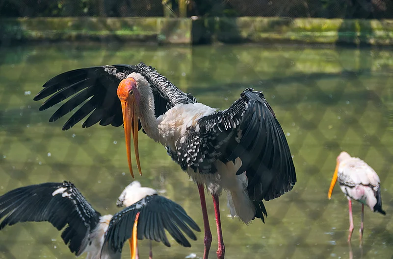 Painted stork at Alipore Zoo