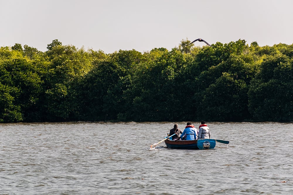 This ecosystem plays a crucial role in adapting to climate change