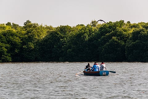 This ecosystem plays a crucial role in adapting to climate change