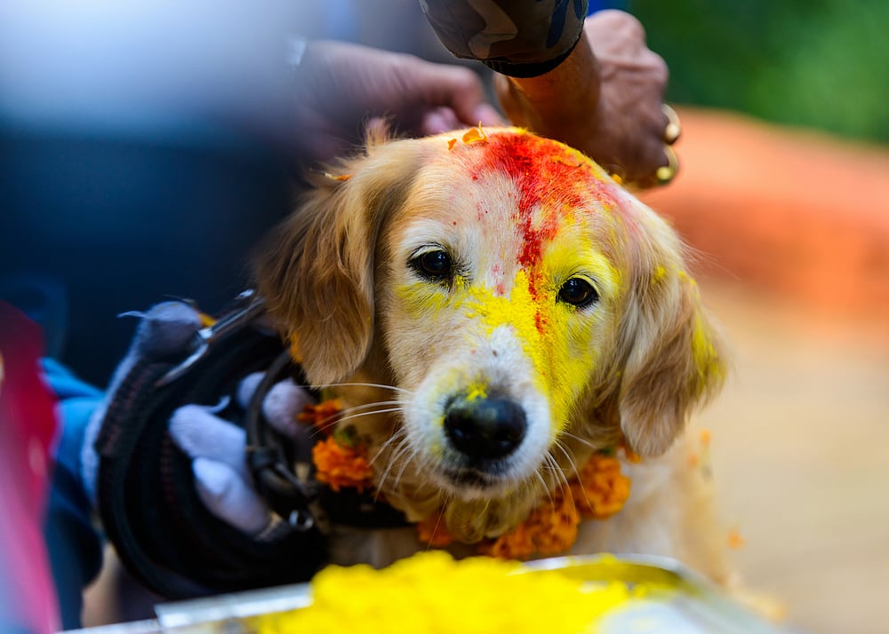 Shutterstock : A dog during Kukur Tihar