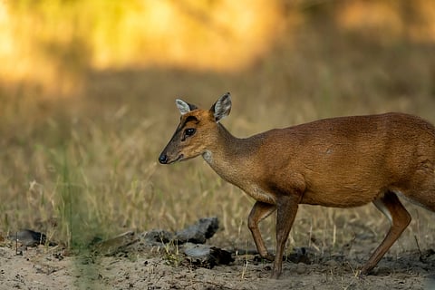 A barking deer making its way