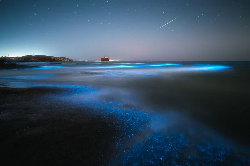 The bioluminescence planktons create a blue glow, which is dreamy to watch