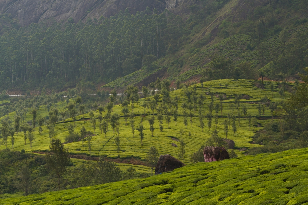 The rolling tea estates of Munnar