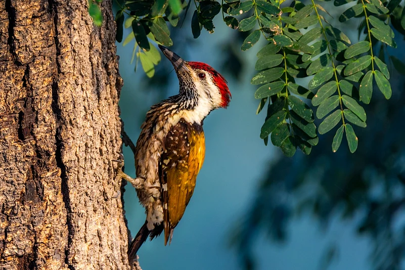 A woodpecker searches for the perfect spot on a tree trunk