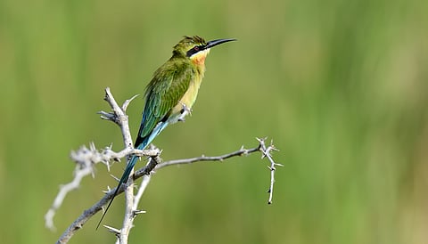 A bee eater