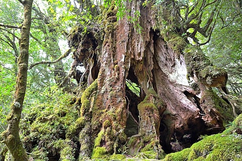 Yaku sugi cedar trees are the sign of Yakushima