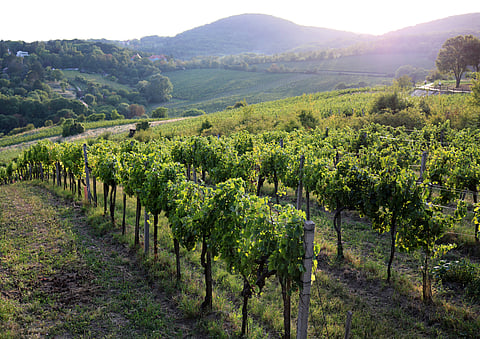 Sip wine from a Viennese vineyard