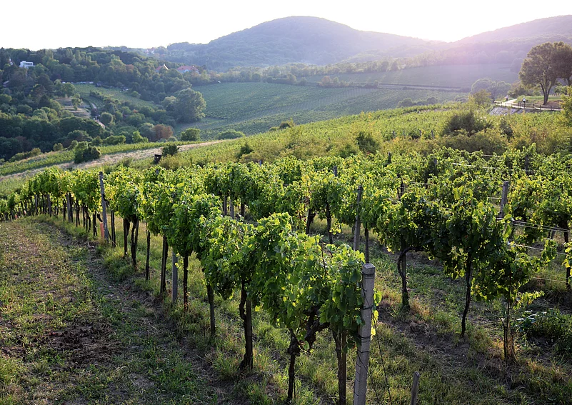 Sip wine from a Viennese vineyard