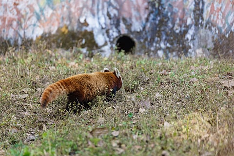 Red Panda at Padmaja Naidu Himalayan Zoological Park