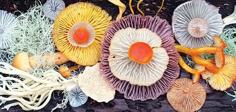 One of Bliss's forest forages