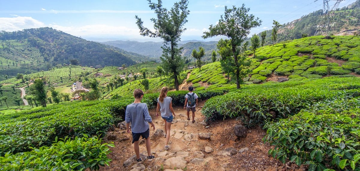 Trekking through the tea plantations is a learning experience