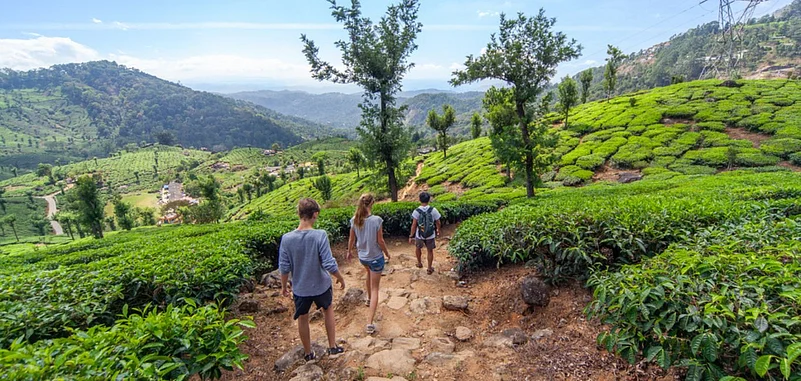 Trekking through the tea plantations is a learning experience