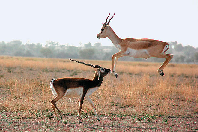 The Blackbuck National Park in Velavadar was established in 1976 