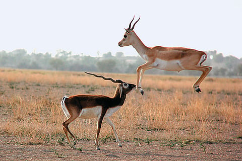 The Blackbuck National Park in Velavadar was established in 1976